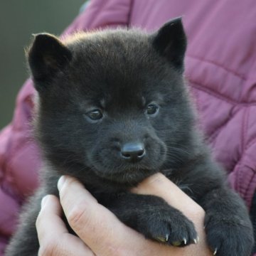 甲斐犬【大阪府・女の子・2024年12月30日・黒虎毛】の写真「良血統の甲斐犬女の子♡」