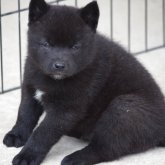 甲斐犬