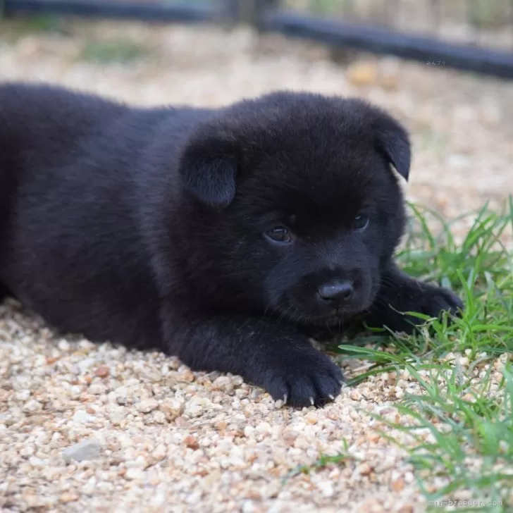 Y.A 様のお迎えした子犬