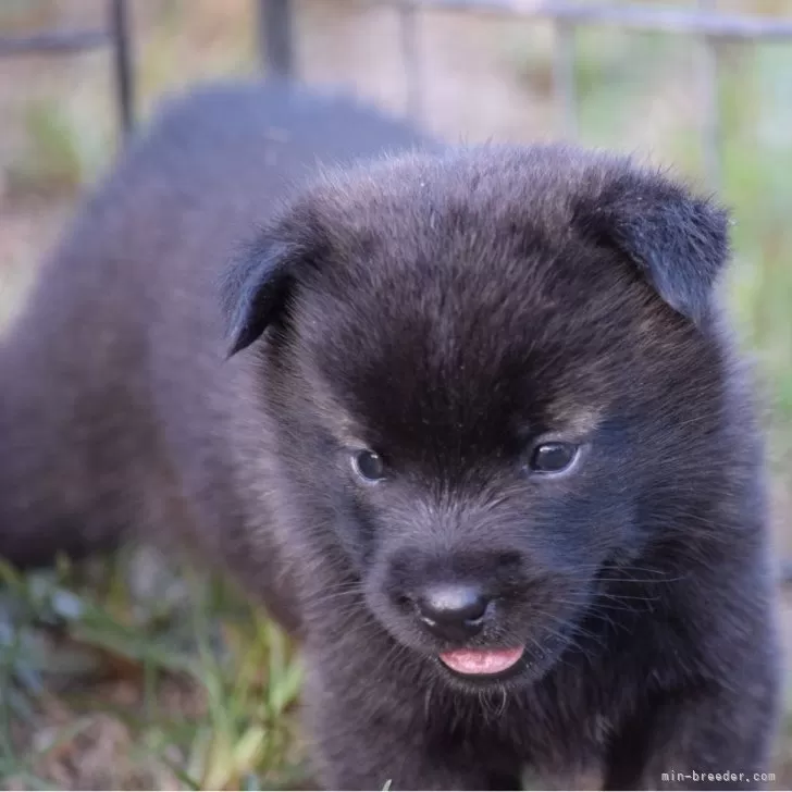 ニシー 様のお迎えした子犬