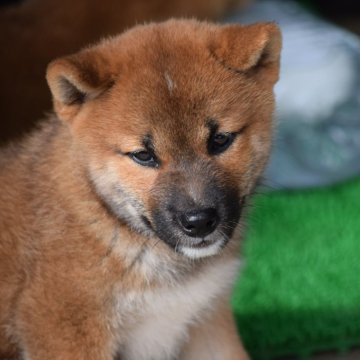 柴犬(標準サイズ)【大阪府・男の子・2024年7月25日・赤】の写真「柴犬男の子♡」