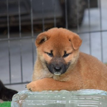 柴犬(標準サイズ)【大阪府・女の子・2024年7月25日・赤】の写真「柴犬女の子♡」