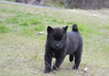 甲斐犬【大阪府・女の子・2017年10月18日・黒虎毛】の写真「甲斐犬仔犬」