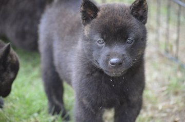 甲斐犬【大阪府・男の子・2018年6月11日・中虎毛】の写真「甲斐犬」