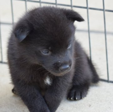 甲斐犬【大阪府・男の子・2024年8月9日・黒虎毛】の写真「良血統の甲斐犬おとこの子☆」