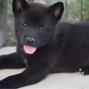 甲斐犬【大阪府・男の子・2024年8月9日・中虎毛】の写真「良血統の甲斐犬女の子♡」