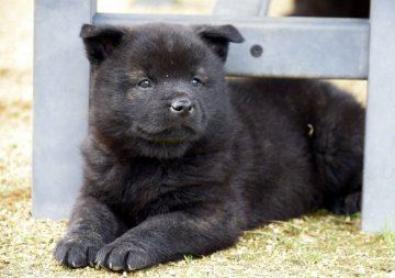 甲斐犬【大阪府・男の子・2019年10月26日・中虎毛】の写真「甲斐犬子犬　」