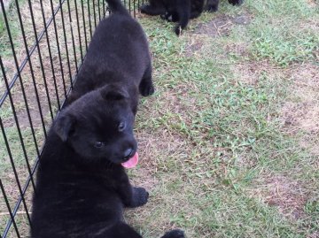 甲斐犬【大阪府・女の子・2016年8月7日・黒虎毛】の写真「甲斐犬仔犬」