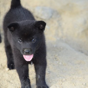 甲斐犬【大阪府・男の子・2024年8月9日・黒虎毛】の写真「良血統の甲斐犬おとこの子☆」