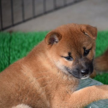 柴犬(標準サイズ)【大阪府・男の子・2024年7月25日・赤】の写真「モフモフ柴犬男の子♡」