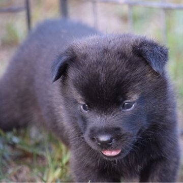 甲斐犬【大阪府・女の子・2024年8月3日・中虎毛】の写真「良血統の甲斐犬女の子♡」