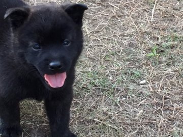 甲斐犬【大阪府・女の子・2016年8月7日・黒虎毛】の写真「甲斐犬仔犬」