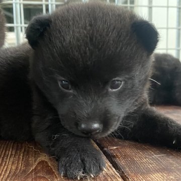 甲斐犬【大阪府・女の子・2024年7月18日・黒虎毛】の写真「良血統の甲斐犬男の子」