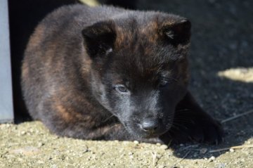 甲斐犬【大阪府・女の子・2019年9月27日・中〜赤虎毛】の写真「甲斐犬仔犬」