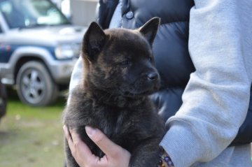 甲斐犬【大阪府・女の子・2017年10月8日・中虎毛】の写真「甲斐犬仔犬」