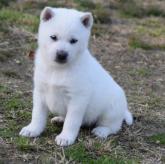 みんなの犬図鑑 紀州犬