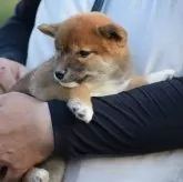 柴犬(標準サイズ)【大阪府・女の子・2024年8月11日・赤】の写真2