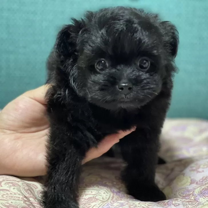 ひでみ 様のお迎えした子犬