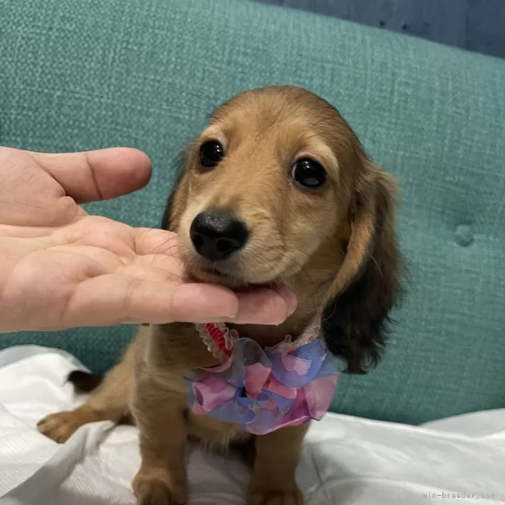 モモ 様のお迎えした子犬