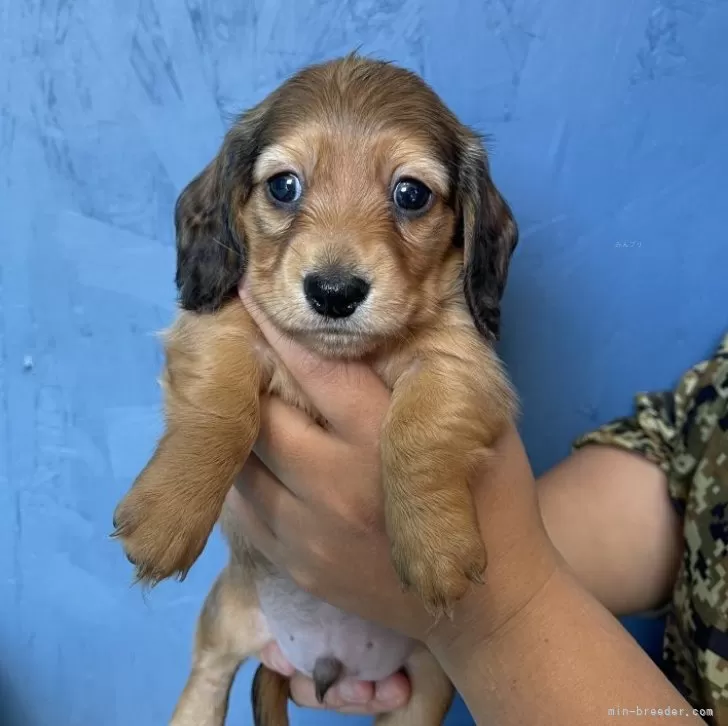 makorin 様のお迎えした子犬