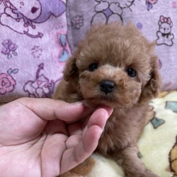 トイプードル(タイニー)【鹿児島県・女の子・2023年3月1日・アプリコット】の写真「ワクチン　マイクロチップ等　すべて含んだ金額です。」