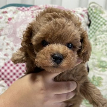 トイプードル(タイニー)【鹿児島県・男の子・2024年7月19日・アプリコット】の写真「アプリコットの可愛い子😊」