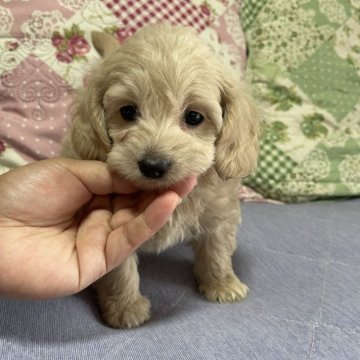 ダップー(トイプードル×ダックスフンド)【鹿児島県・男の子・2024年7月17日・クリーム】の写真「クリームの　フワフワ可愛い男の子💕」