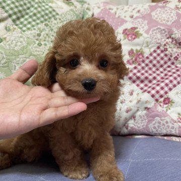 トイプードル(トイ)【鹿児島県・男の子・2024年7月11日・レッド】の写真「可愛い男の子😊」