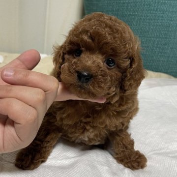 トイプードル(トイ)【鹿児島県・男の子・2024年4月12日・レッド】の写真「レッドのイケメンくん✨✨」