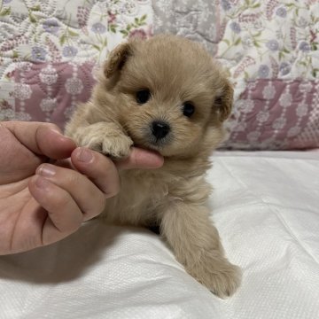 ミックス (ポメラニアンxプードル)【鹿児島県・男の子・2023年6月14日・クリーム】の写真「クリーム色の　フワフワ爆毛が　可愛くてたまりません」