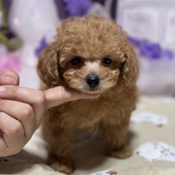 トイプードル(タイニー)【鹿児島県・女の子・2024年5月20日・アプリコット】の写真「アプリコットの可愛い🩷女の子。」