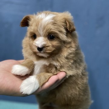 ポメプー(トイプードル×ポメラニアン)【鹿児島県・男の子・2023年12月1日・パーティ】の写真「珍しいパーティカラーのイケメン君💕」