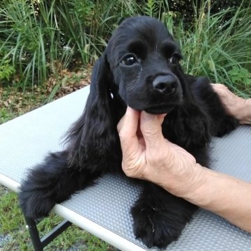 アメリカンコッカースパニエル【奈良県・男の子・2024年6月2日・ブラック】の写真「小ぶりな仔犬です」