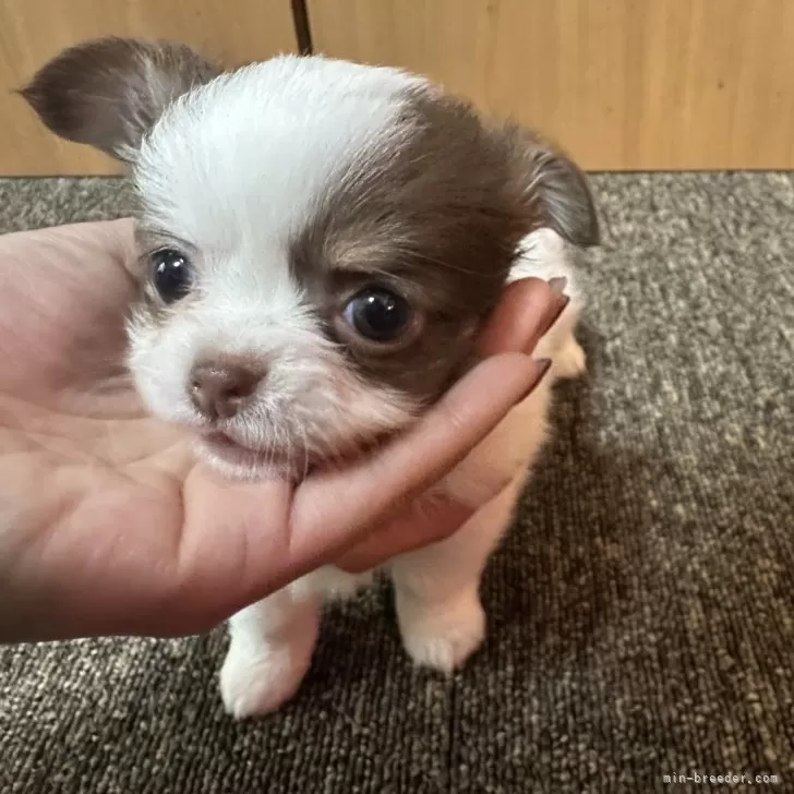 エリカ 様のお迎えした子犬