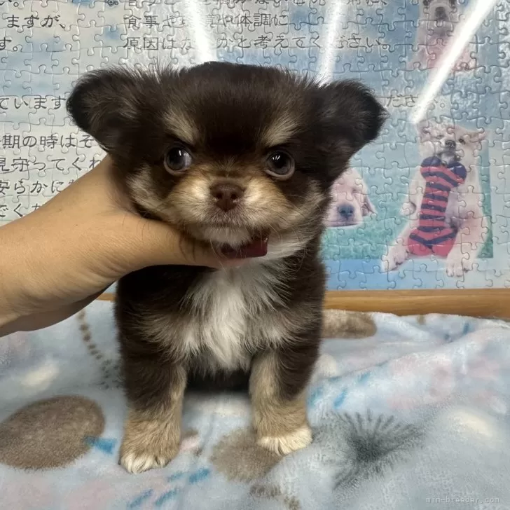 サトシ 様のお迎えした子犬