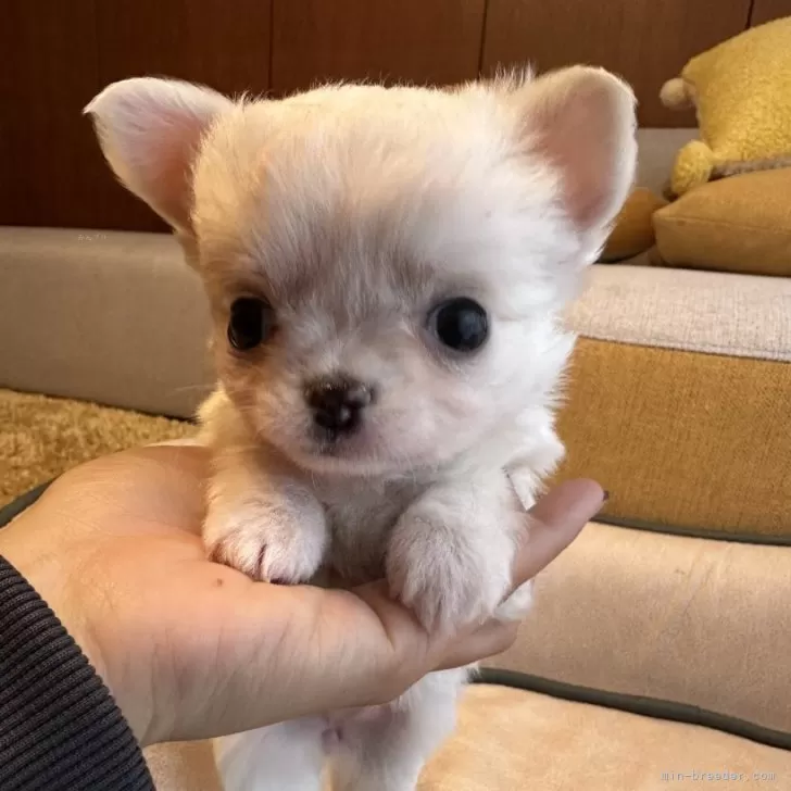 suzuka 様のお迎えした子犬