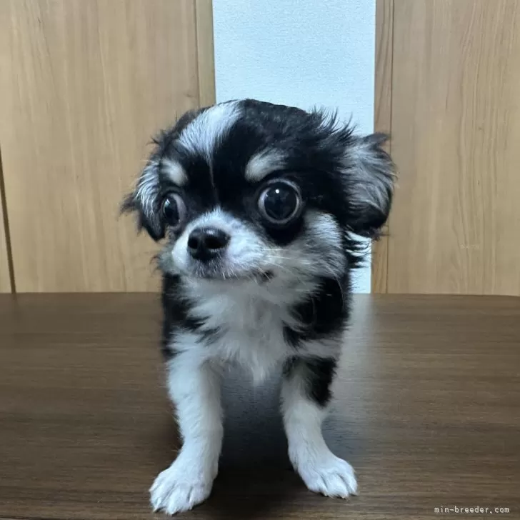 くるり 様のお迎えした子犬