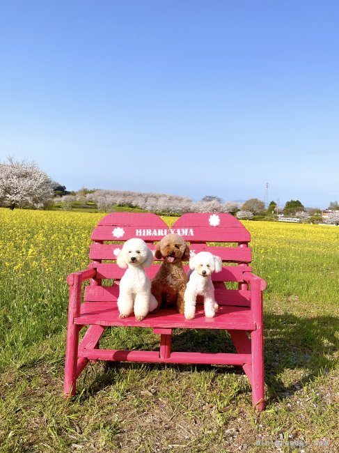 徳永堅三ブリーダーのブログ：花見ピクニック🌸