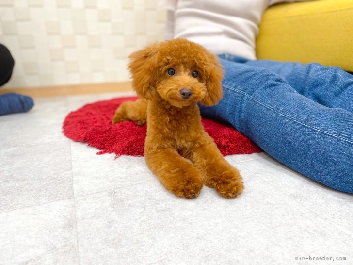 徳永堅三ブリーダーのブログ：里帰り🐶🐾