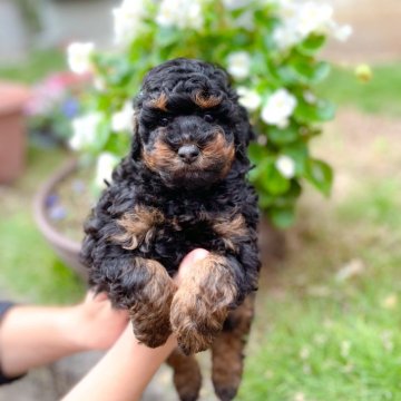 トイプードル(トイ)【長崎県・男の子・2024年10月2日・ブラックタン】の写真「超希少カラー のイケメンくん」