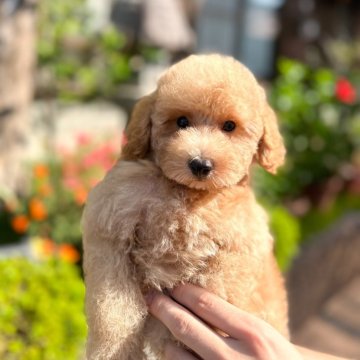 トイプードル(トイ)【長崎県・男の子・2024年7月13日・クリーム】の写真「愛嬌たっぷりでほんと可愛い」