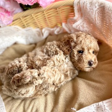 トイプードル(トイ)【長崎県・男の子・2024年3月21日・クリーム】の写真「兄弟唯一のクリームカラー🐶」