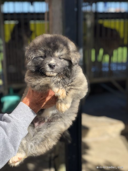 秋田犬 男の子 虎 長毛 08 17生まれ 千葉県 子犬id 09 ふわふわで 長毛の男の子です みんなのブリーダー