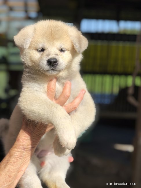 秋田犬 女の子 赤毛 薄赤毛 08 17生まれ 千葉県 子犬id 09 愛嬌たっぷりの赤毛の女の子です みんなのブリーダー