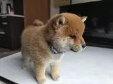 柴犬(標準サイズ)【大分県・女の子・2025年2月13日・赤】の写真3「生後42日目撮影」