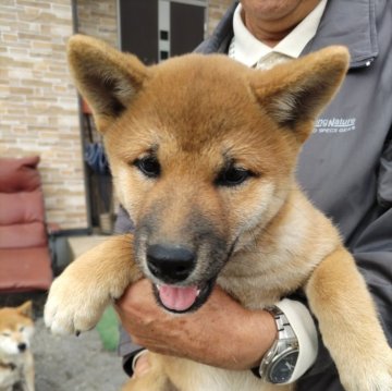 柴犬(標準サイズ)【大分県・女の子・2024年8月8日・あか】の写真「おとなしい性格のかわいい女の子」