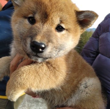 柴犬(標準サイズ)【大分県・女の子・2023年11月6日・あか】の写真「ぽっちゃりしてかわいい女の子です。」