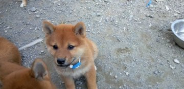 柴犬(標準サイズ)【大分県・女の子・2021年8月27日・赤】の写真「母親さくら、初産の子。母親似なら美少女になりそう。」