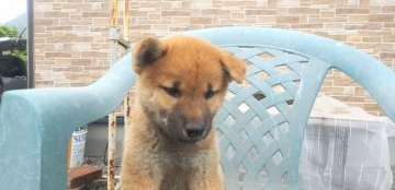 柴犬(標準サイズ)【大分県・男の子・2021年7月21日・赤】の写真「かわいい元気な男の子」