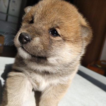 柴犬(標準サイズ)【大分県・男の子・2023年12月28日・あか】の写真「おとなしい性格の男の子」